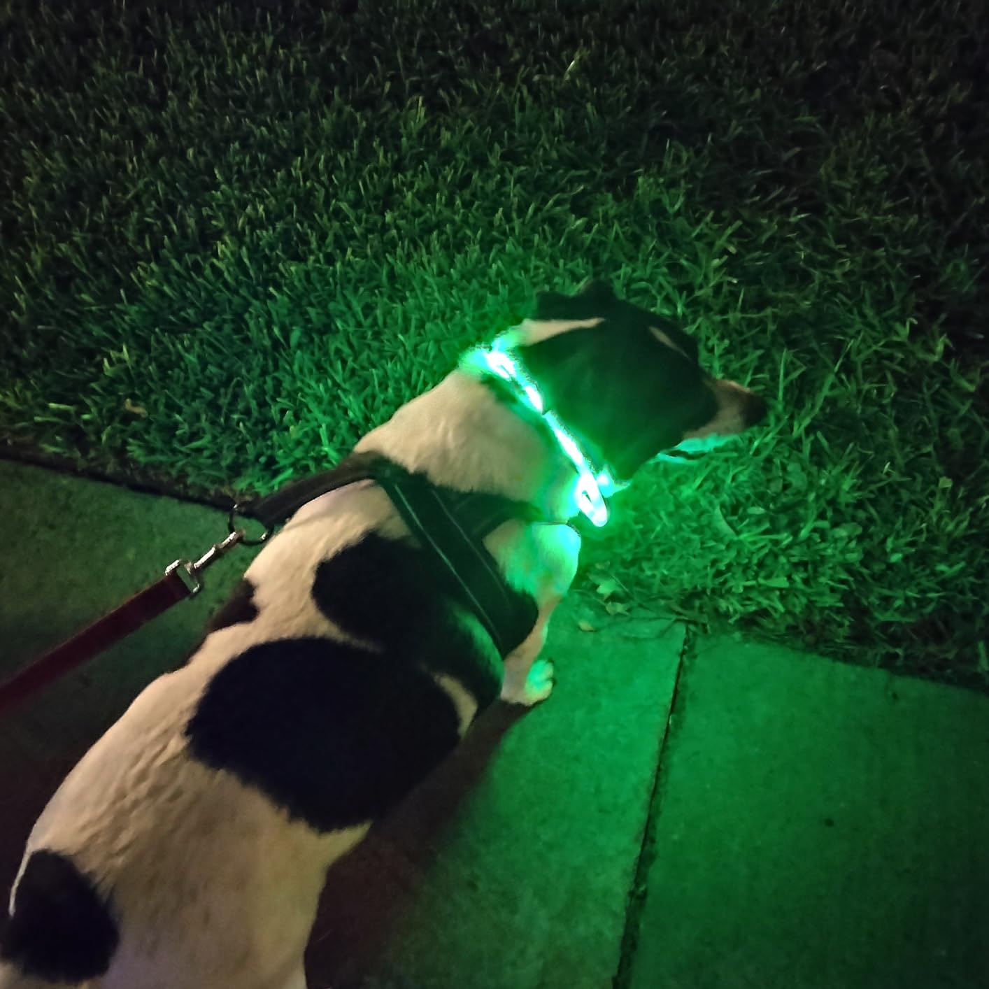 Collare per cani a LED in sili - Tech Dog Accessories recensione e prezzo