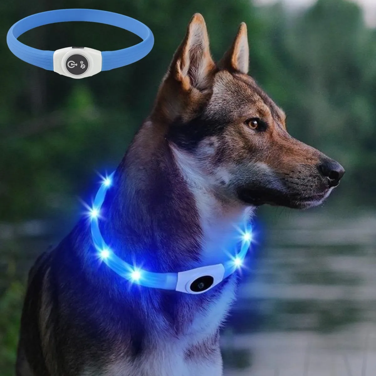 Nuovo collare per cani luminos - Tech Dog Accessories recensione e prezzo